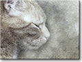 Cat Sleeping Picture on Stretched Canvas, Wall Art Décor, Ready to Hang