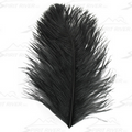 Spirit River Ostrich Plume